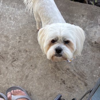 Glamour Pets Grooming - Great groom AGAIN!! - Pet Groomers Near Me - Bartlesville, Oklahoma Glamour Pets Grooming - Great groom AGAIN!! - Pet Groomers Near Me - Bartlesville, Oklahoma
