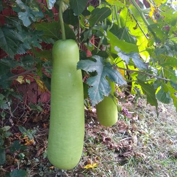 Kitazawa Seed Co - Opo squash grown from seed from Kitazawa Seed Company. - Nurseries & Gardening Near Me - Oakland, California
