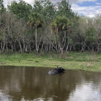 Billie Swamp Safari - Water buffalo cooling it off at the spa swamp - Zoos Near Me - Clewiston, Florida Billie Swamp Safari - Water buffalo cooling it off at the spa swamp - Zoos Near Me - Clewiston, Florida