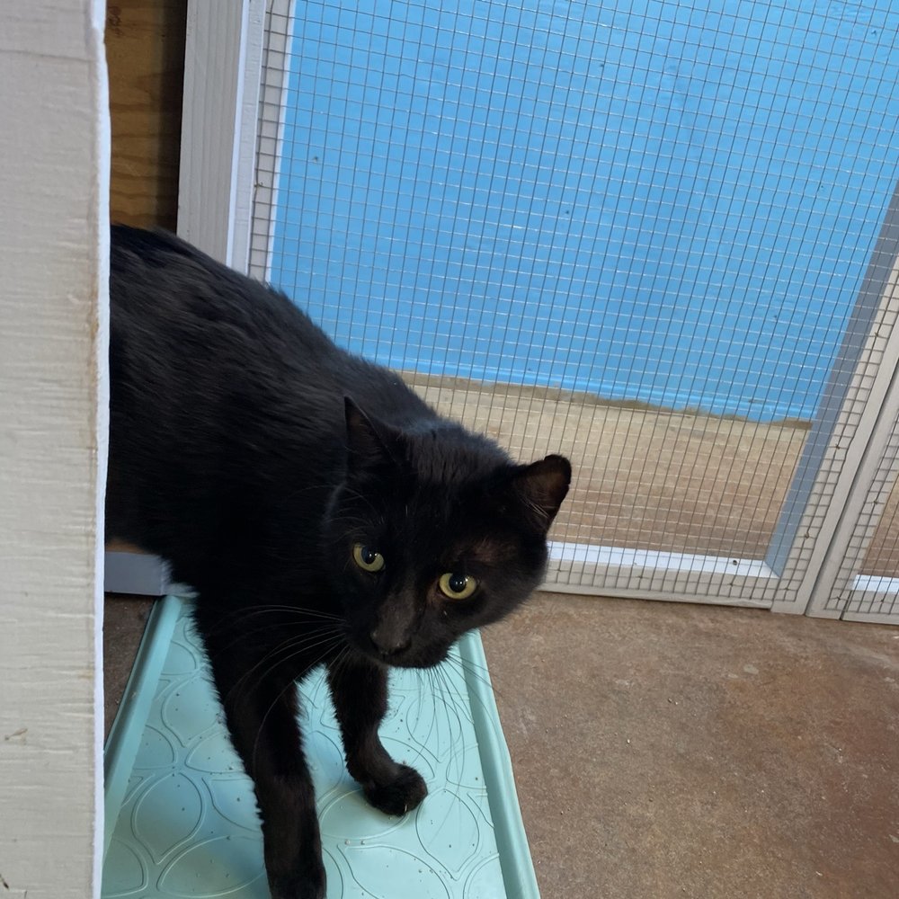 PetSmart - Pet Stores Near Me - Saltillo, Mississippi PetSmart - Pet Stores Near Me - Saltillo, Mississippi