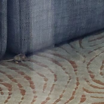 111 Harbor Point Apartments - Mice in 111 Harbor amenities, Date: Jan 2020 - Apartments Near Me - Stamford, Connecticut