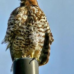 Central Park at Playa Vista - Falcon resting on a post