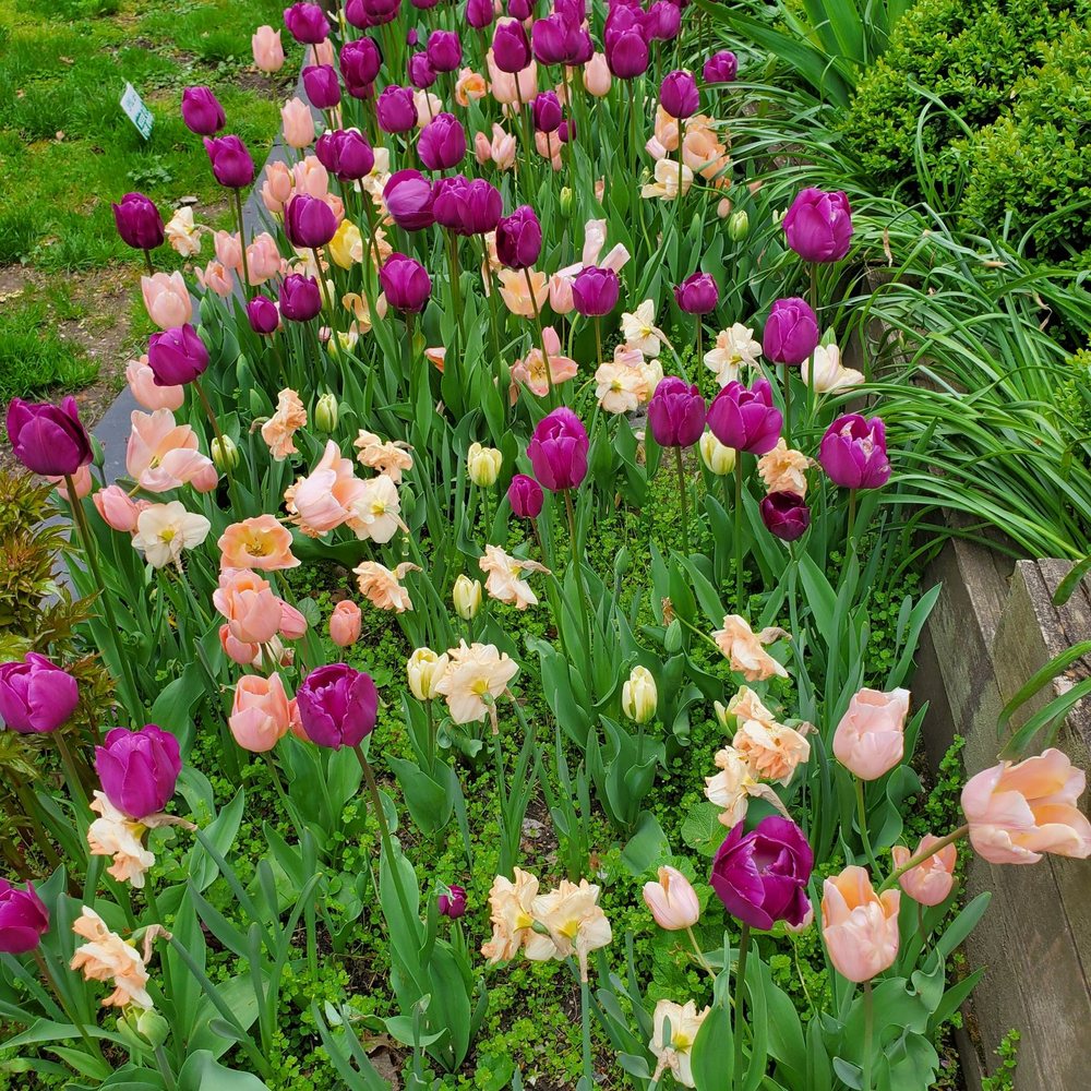 West Side Community Garden - Sea of tulips - Community Gardens Near Me - New York, New York West Side Community Garden - Sea of tulips - Community Gardens Near Me - New York, New York