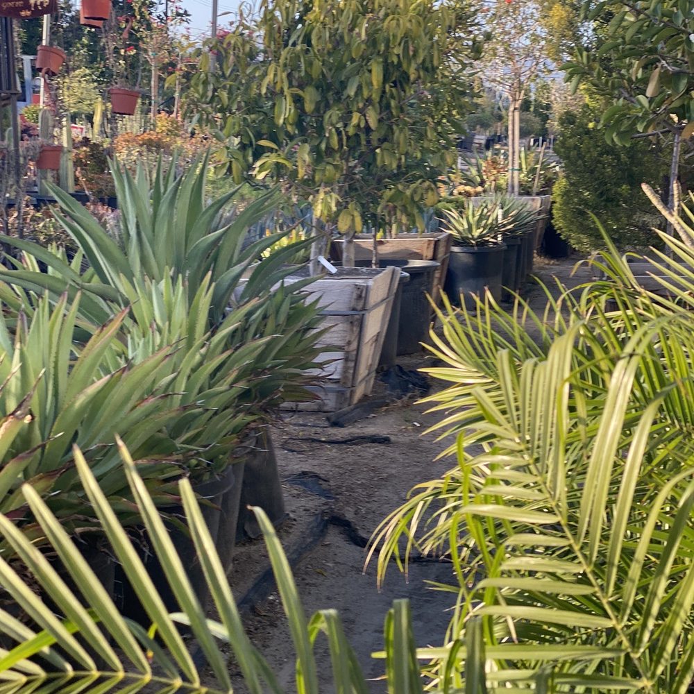 The Standard Design Group Nurseries - Nurseries & Gardening Near Me - North Hollywood, California