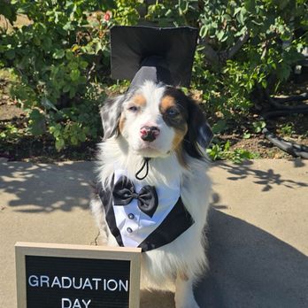 Unlock Pawsiblities - My proud babies, graduation day! - Pet Training Near Me Unlock Pawsiblities - My proud babies, graduation day! - Pet Training Near Me