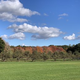 Apple Orchard Apple Orchard