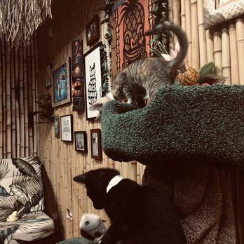 Aloha Kitty Cafe - Pet Adoption Near Me - Kailua, Hawaii