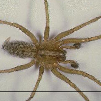 Pest Tech - Pest Control Near Me - Florence, Oregon