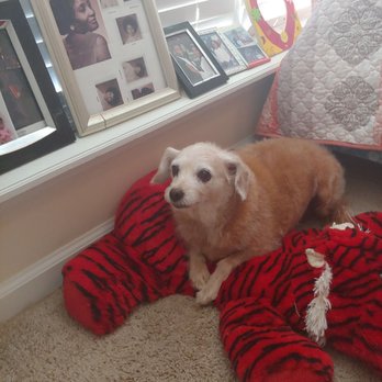 Puppers Grooming & Pet Sitting - Pet Groomers Near Me - Evans, Georgia Puppers Grooming & Pet Sitting - Pet Groomers Near Me - Evans, Georgia