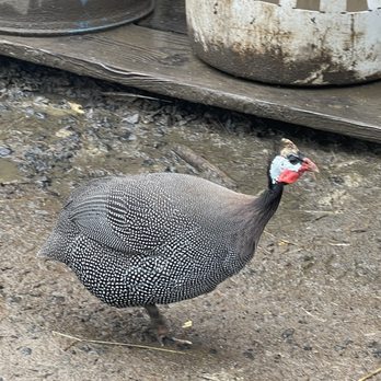 Spotted Duck - The Spotted Duck! - Ice Cream & Frozen Yogurt Near Me - Penn Yan, New York Spotted Duck - The Spotted Duck! - Ice Cream & Frozen Yogurt Near Me - Penn Yan, New York