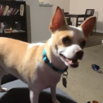 Indian Bend Animal Hospital - Look you Guys, I might not be an Easterner but DOGS RULE - Veterinarians Near Me - Phoenix, Arizona Indian Bend Animal Hospital - Look you Guys, I might not be an Easterner but DOGS RULE - Veterinarians Near Me - Phoenix, Arizona