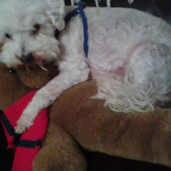 Pet Hair Everywhere - Ziggy ~ he was 10 when we adopted him. We had him 3 1/2 years. He loved Serge! - Pet Groomers Near Me - Georgetown, Texas