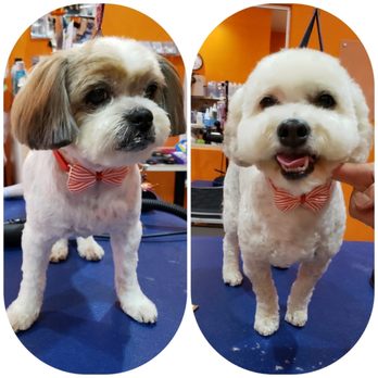 Sun's Pet Grooming - The after! They look like rockstars! - Pet Groomers Near Me - Rancho Palos Verdes, California Sun's Pet Grooming - The after! They look like rockstars! - Pet Groomers Near Me - Rancho Palos Verdes, California