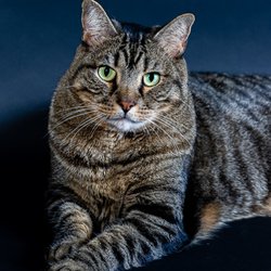 Love for Cats & Trapping Rescue - Luie is so sweet and friendly. Found his forever home.