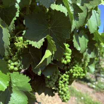 Third Wheel Tours - Vineyard grapes - Wine Tours Near Me - Paso Robles, California