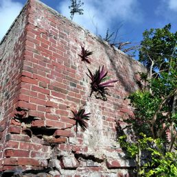 Airplants on the old fort wall Airplants on the old fort wall