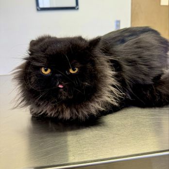 Colma Animal Hospital - Loki at the vet - Veterinarians Near Me - Colma, California Colma Animal Hospital - Loki at the vet - Veterinarians Near Me - Colma, California