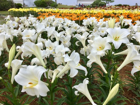 リリーフィールド公園 12 Photos Botanical Gardens 伊江村東江上 国頭郡 沖縄県 Japan Phone Number Yelp
