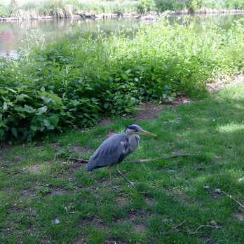 Chiswick House & Gardens - the wildlife - Landmarks & Historical Buildings Near Me - London, XGL