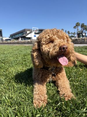 Happy Customers! - A collection of our furry clients mid-adventure, tails wagging and tongues out, because a tired, happy dog means a job well done.