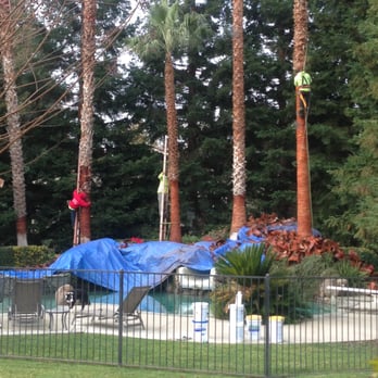 Savant Arborist - Llamas Tree Service skinning the palm trees. - Tree Services Near Me - Alamo, California