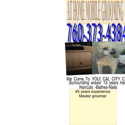At Home Mobile Grooming