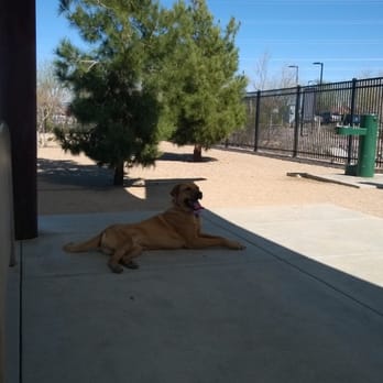Heritage Bark Park - Cooling in the shade after a little run.(February) - Dog Parks Near Me - Henderson, Nevada