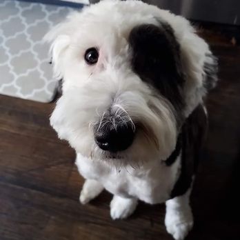 PetSmart Dog Training - Left side of beard completely uneven to the right side. Even his head is unevenly cut - Pet Training Near Me - Latham, New York PetSmart Dog Training - Left side of beard completely uneven to the right side. Even his head is unevenly cut - Pet Training Near Me - Latham, New York