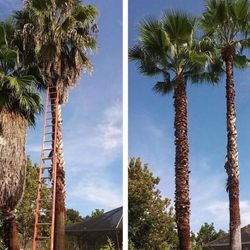 M&J Corporation - Before and after palm trimming call today free estimate M&J Corporation