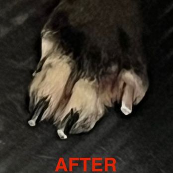 Lucky Puppy Nail Specialists - Our dogs after clipping nail photo. They trim it as low as possible without hurting the dog. - Pet Groomers Near Me - Brandon, Florida Lucky Puppy Nail Specialists - Our dogs after clipping nail photo. They trim it as low as possible without hurting the dog. - Pet Groomers Near Me - Brandon, Florida