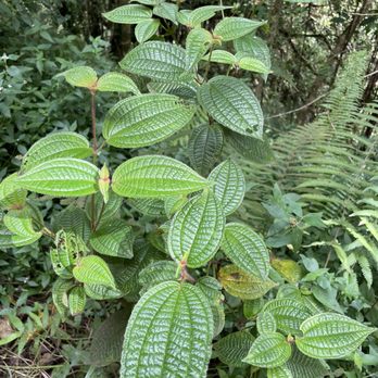 Pipiwai Trail - Hiking Near Me - Hana,, Hawaii