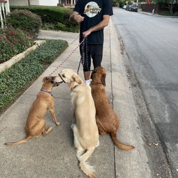 Starr Dog Behavior: Transform Your Pet’s Habits Today