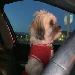 Tailwaggers Doggy Daycare - Driving to Tailwaggers