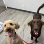 Photo of Desert Hills Animal Hospital