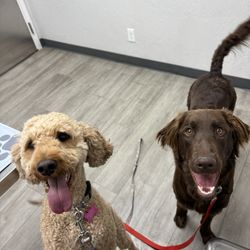Desert Hills Animal Hospital