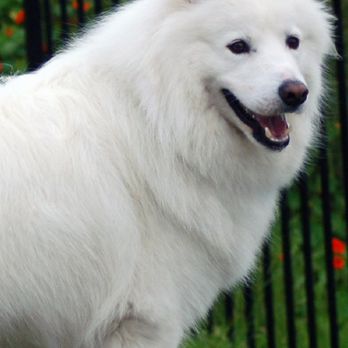 Paws Pet Resort - Sam-Wise at gate - Pet Sitting Near Me - San Clemente, California