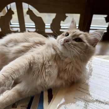Seattle Meowtropolitan - happy the cat - Themed Cafes Near Me - Seattle, Washington