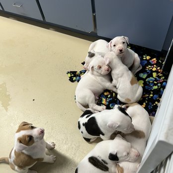 Leesburg Humane Society - Puppies - Animal Shelters Near Me - Leesburg, Florida Leesburg Humane Society - Puppies - Animal Shelters Near Me - Leesburg, Florida