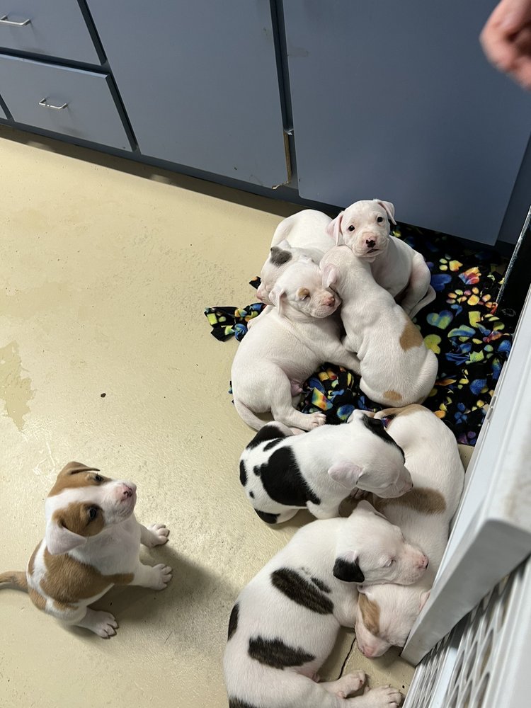 Leesburg Humane Society Image