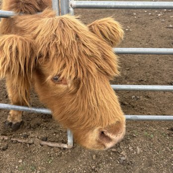 American Made Farm Sanctuary - Petting Zoos Near Me - Petaluma, California