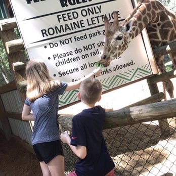 Alabama Safari Park - Feeding the giraffe lettuce. - Zoos Near Me - Hope Hull, Alabama