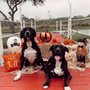 Photo of The Canine Castle