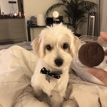 Ruff Haus Grooming - @ollietriesit - Pet Groomers Near Me - Costa Mesa, California Ruff Haus Grooming - @ollietriesit - Pet Groomers Near Me - Costa Mesa, California