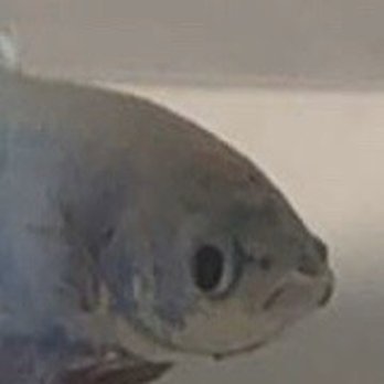 PetSmart - Beta fish - Pet Stores Near Me - MANHATTAN, New York PetSmart - Beta fish - Pet Stores Near Me - MANHATTAN, New York