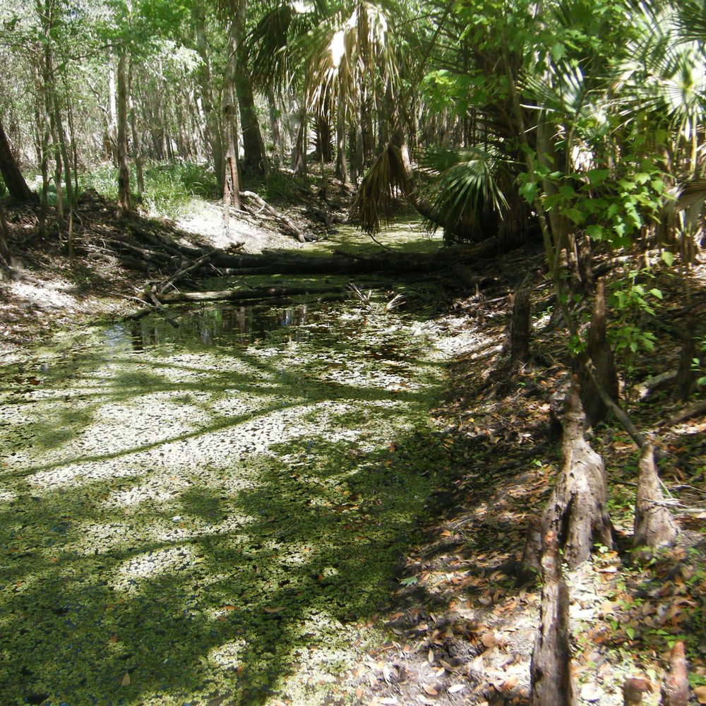 Black Bear Wilderness Area - Don't drink the water - Hiking Near Me - Sanford, Florida Black Bear Wilderness Area - Don't drink the water - Hiking Near Me - Sanford, Florida