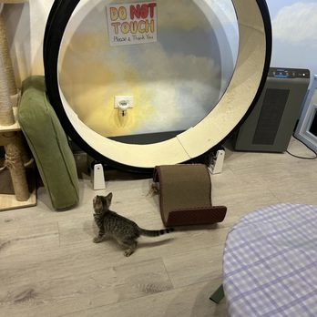 The Cat House - Themed Cafes Near Me - Roselle, Illinois