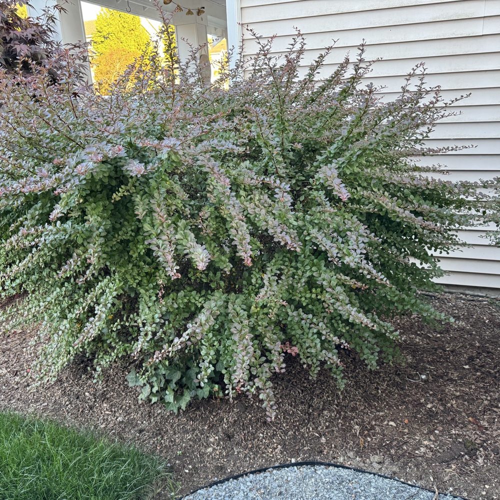 All The Pest Solutions - Another bush where the rat lives in - Pest Control Near Me - Lake Stevens, Washington