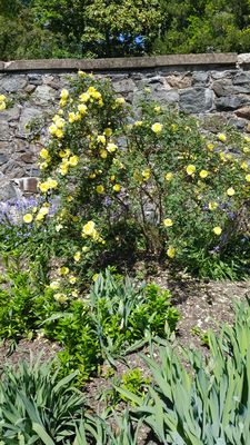 Marian Coffin Gardens at Gibraltar by null
