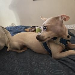 Blue Ribbon Pets - This is my coda