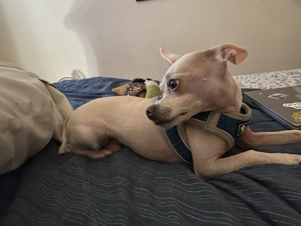 BLUE RIBBON PETS - Updated July 2026 - 22 Photos & 30 Reviews - 5290 N ...